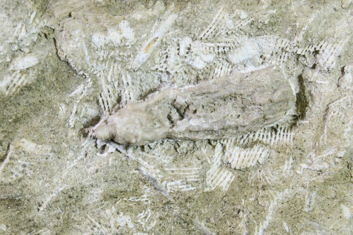 Fossil Crinoid - Keokuk Formation, Missouri #157189
